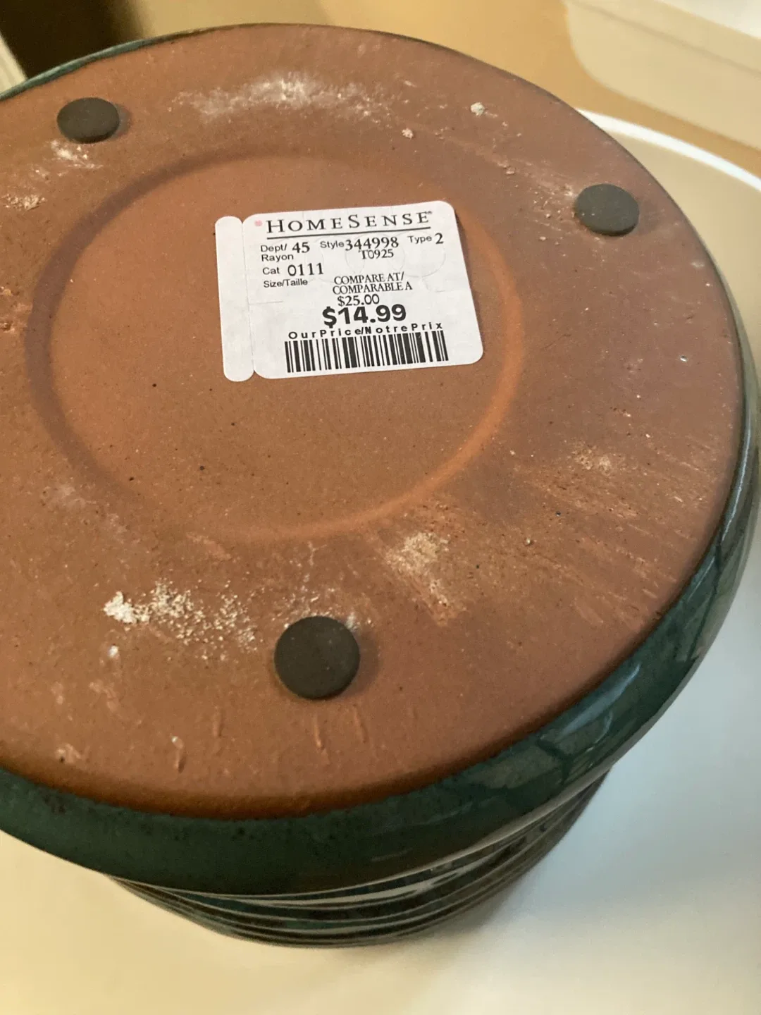 Healthy Papyrus in Ceramic Planter image indicator(4)