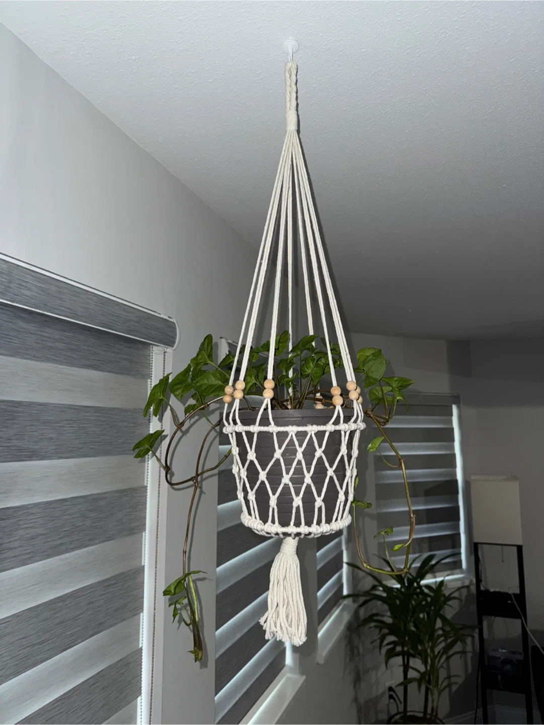 Plant with hanging basket thumbnail