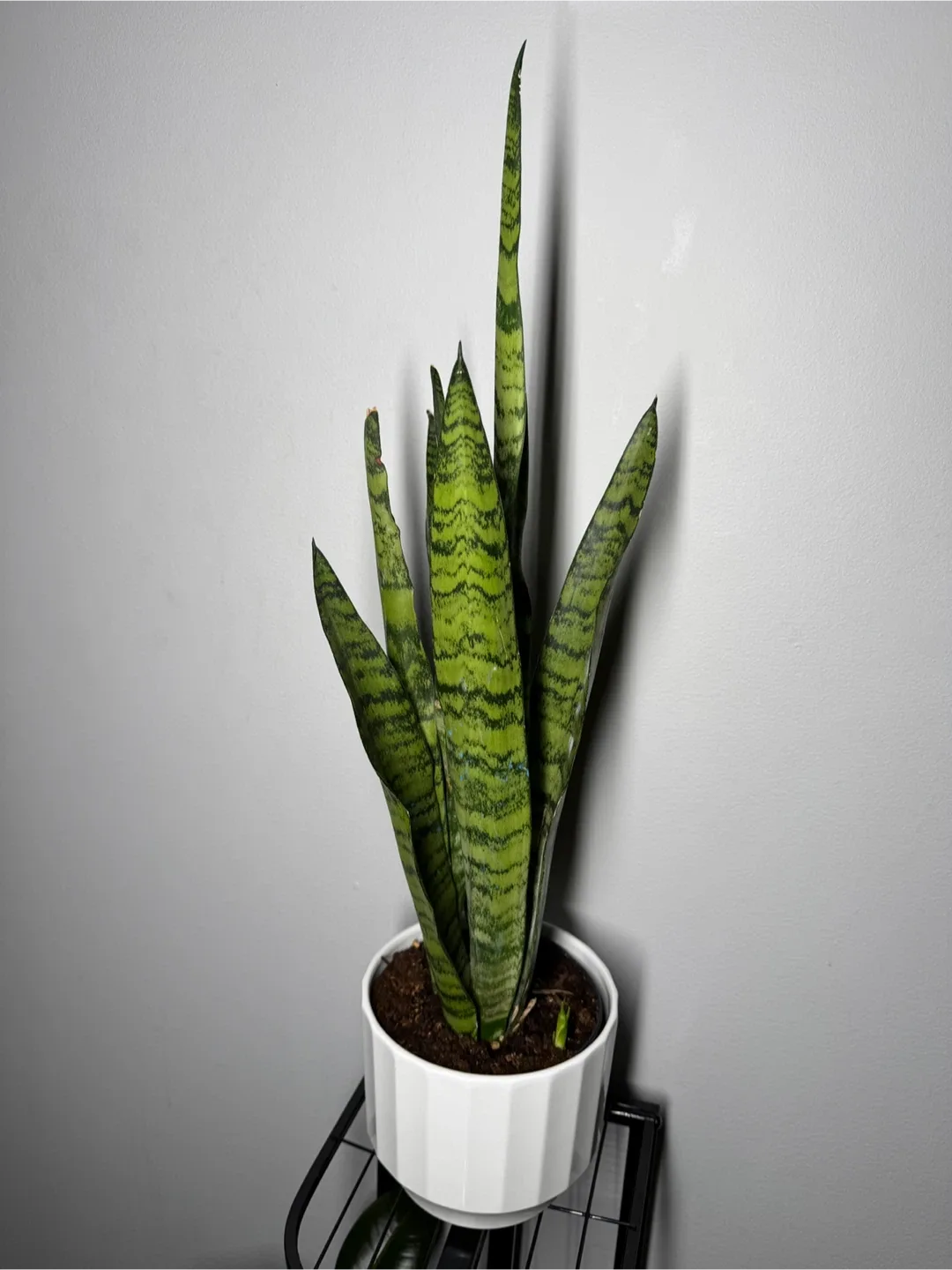 Snake plant thumbnail