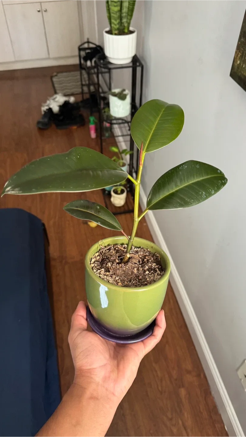 Plant for sale thumbnail