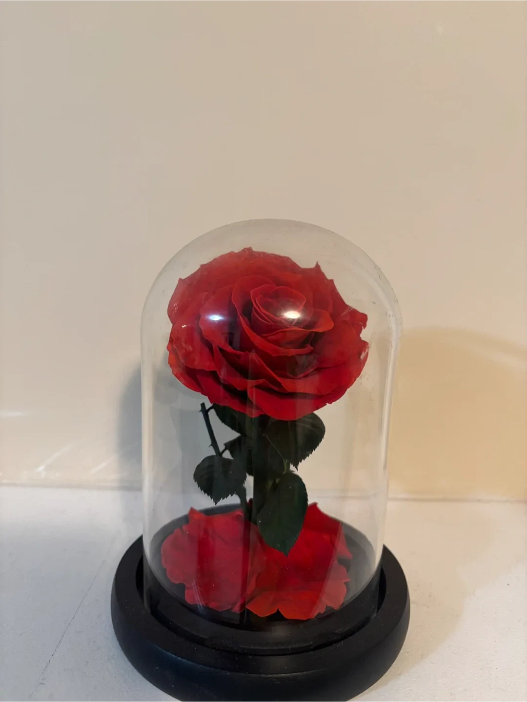 Preserved Flower in Glass Dome