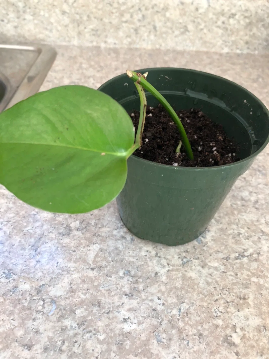 Potted Golden Pothos 🪴 image indicator(3)