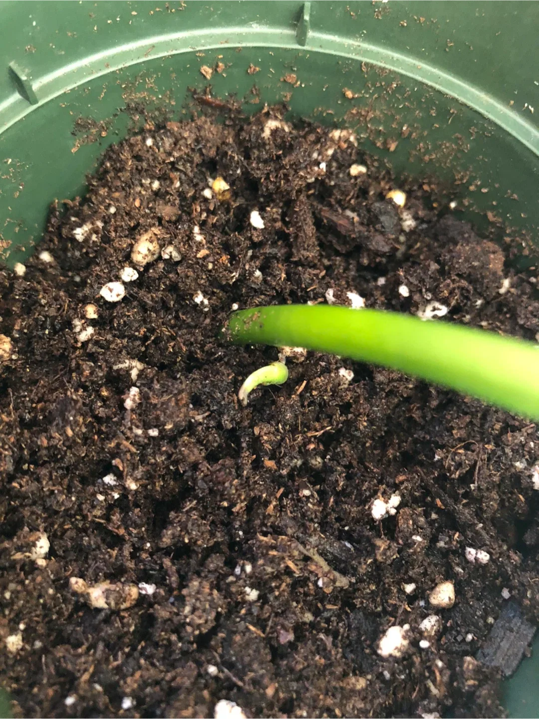 Potted Golden Pothos 🪴 image indicator(2)