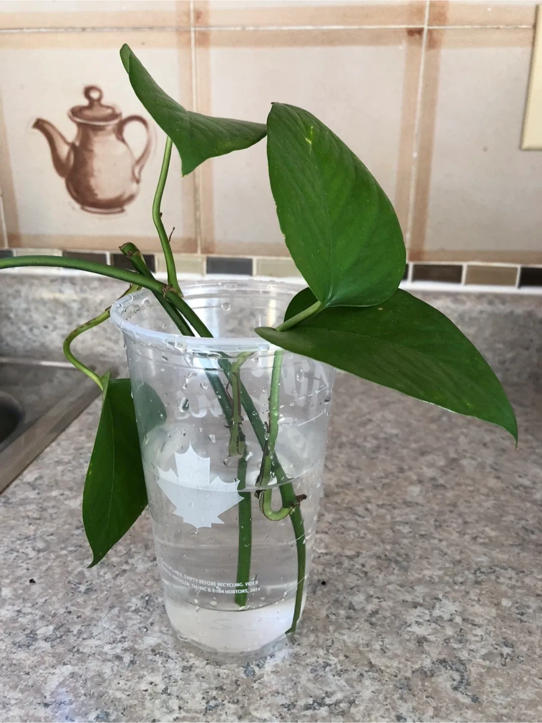Pothos Plant 🌱 Cutting image indicator(2)