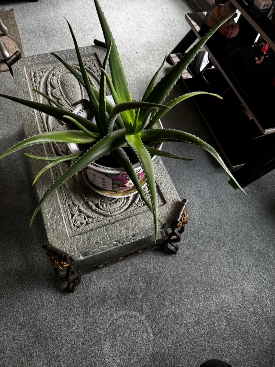 Potted Aloe Vera Plant