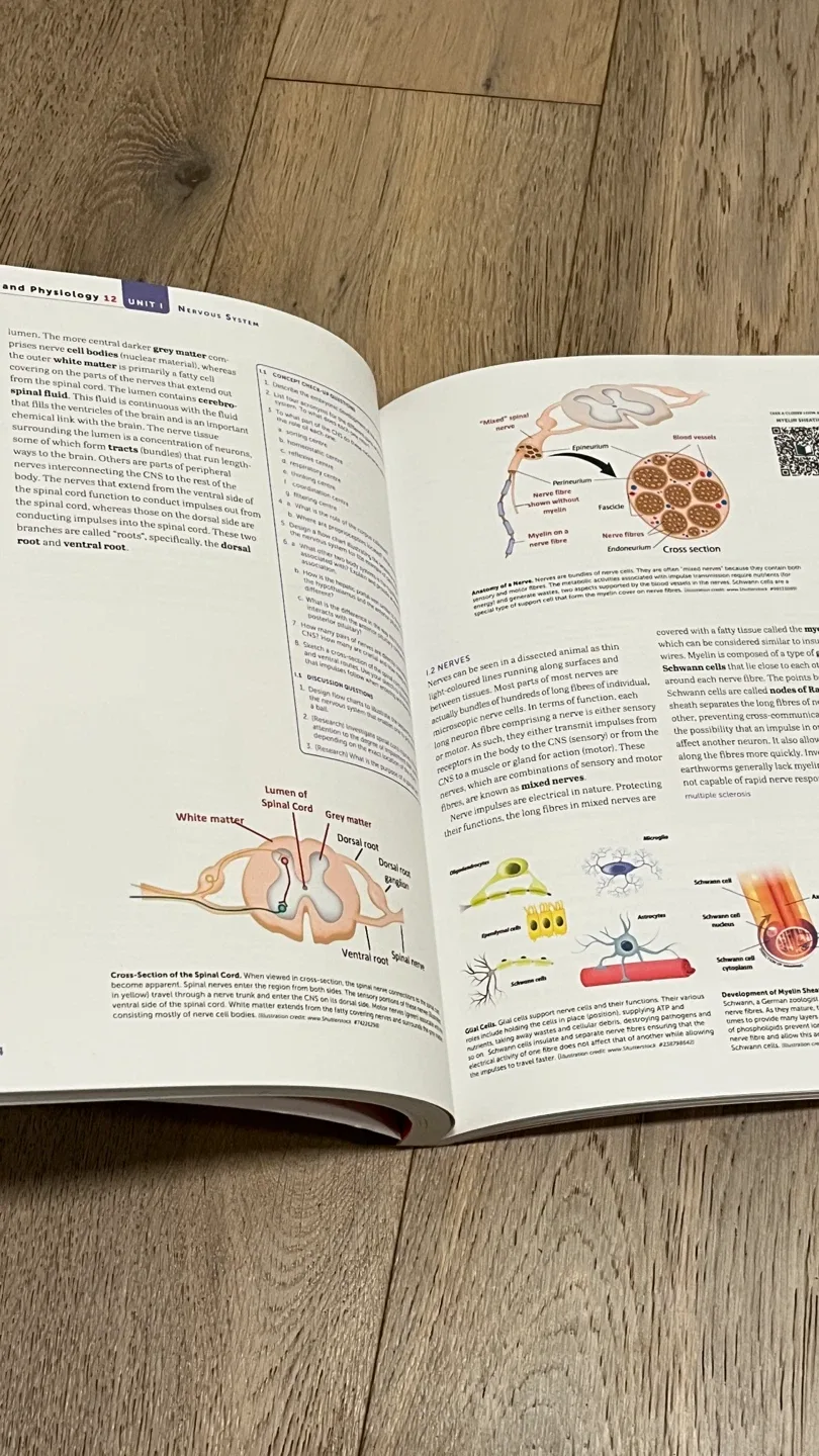 Anatomy & Physiology 12 Biology Study Guide image indicator(4)
