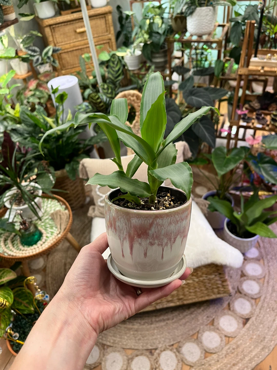 Tradescantia Silver in Ceramic Cover Pot - photo 3