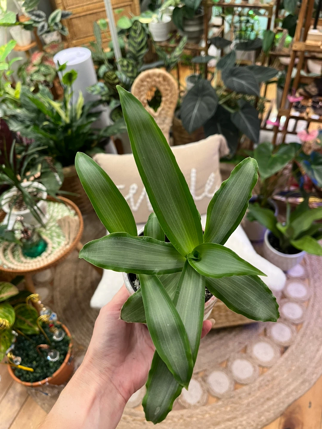 Tradescantia Silver in Ceramic Cover Pot - photo 4