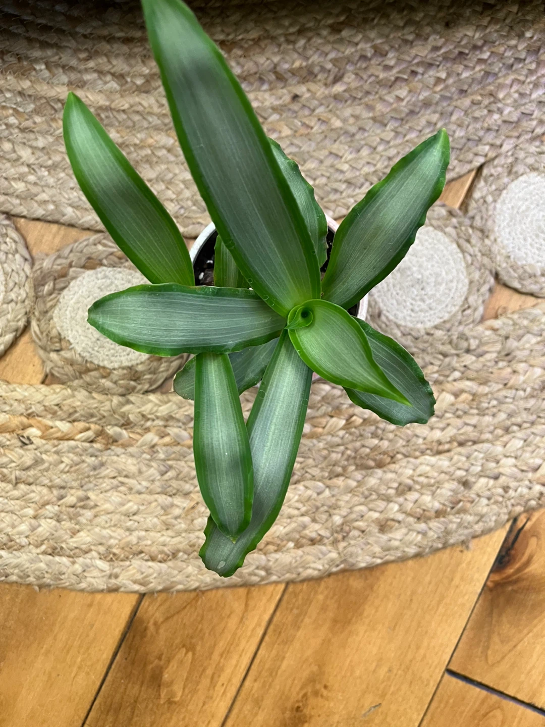 Tradescantia Silver in Ceramic Cover Pot - photo 2