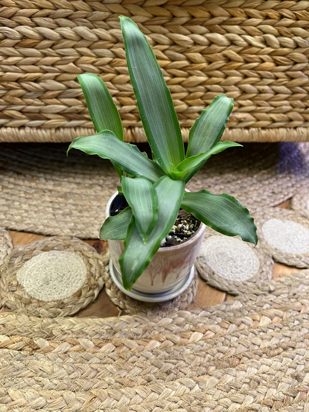 Tradescantia Silver in Ceramic Cover Pot