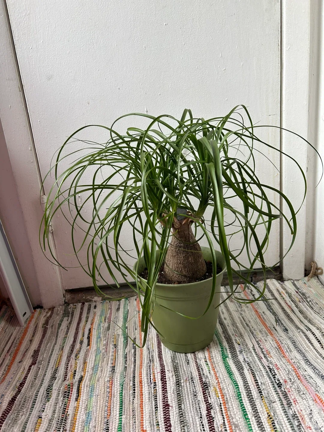 Ponny Tail thumbnail