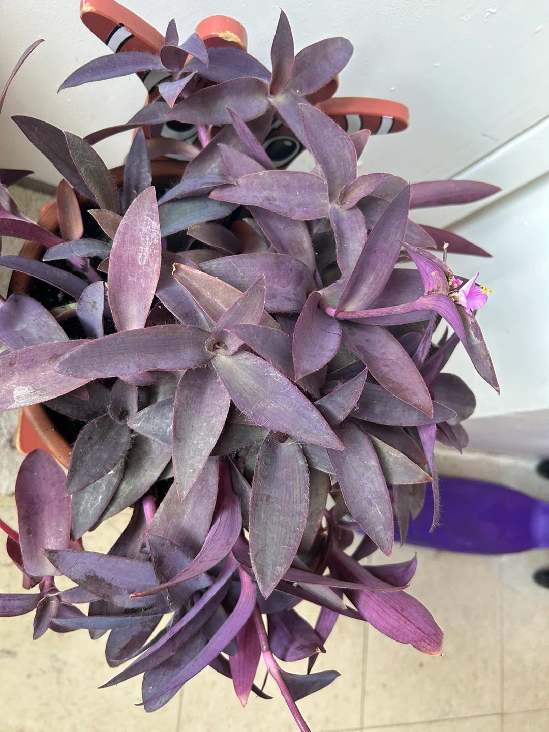 Tradescantia Purple Heart in a 9 inch terracotta pot - photo 5