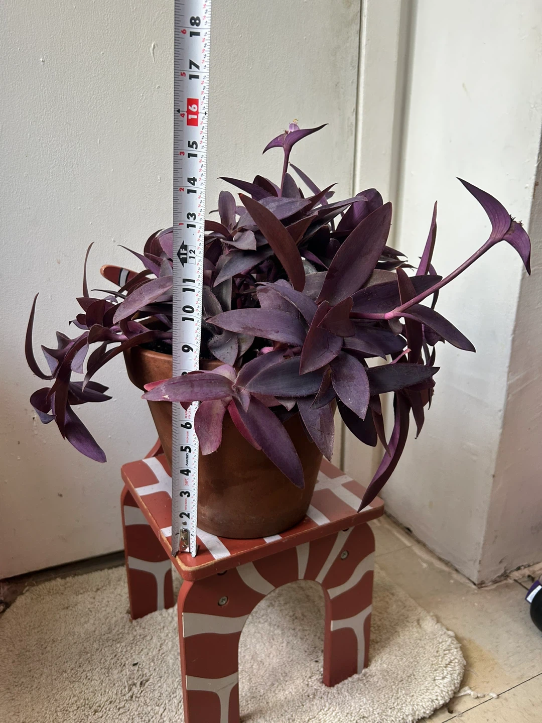Tradescantia Purple Heart in a 9 inch terracotta pot - photo 2