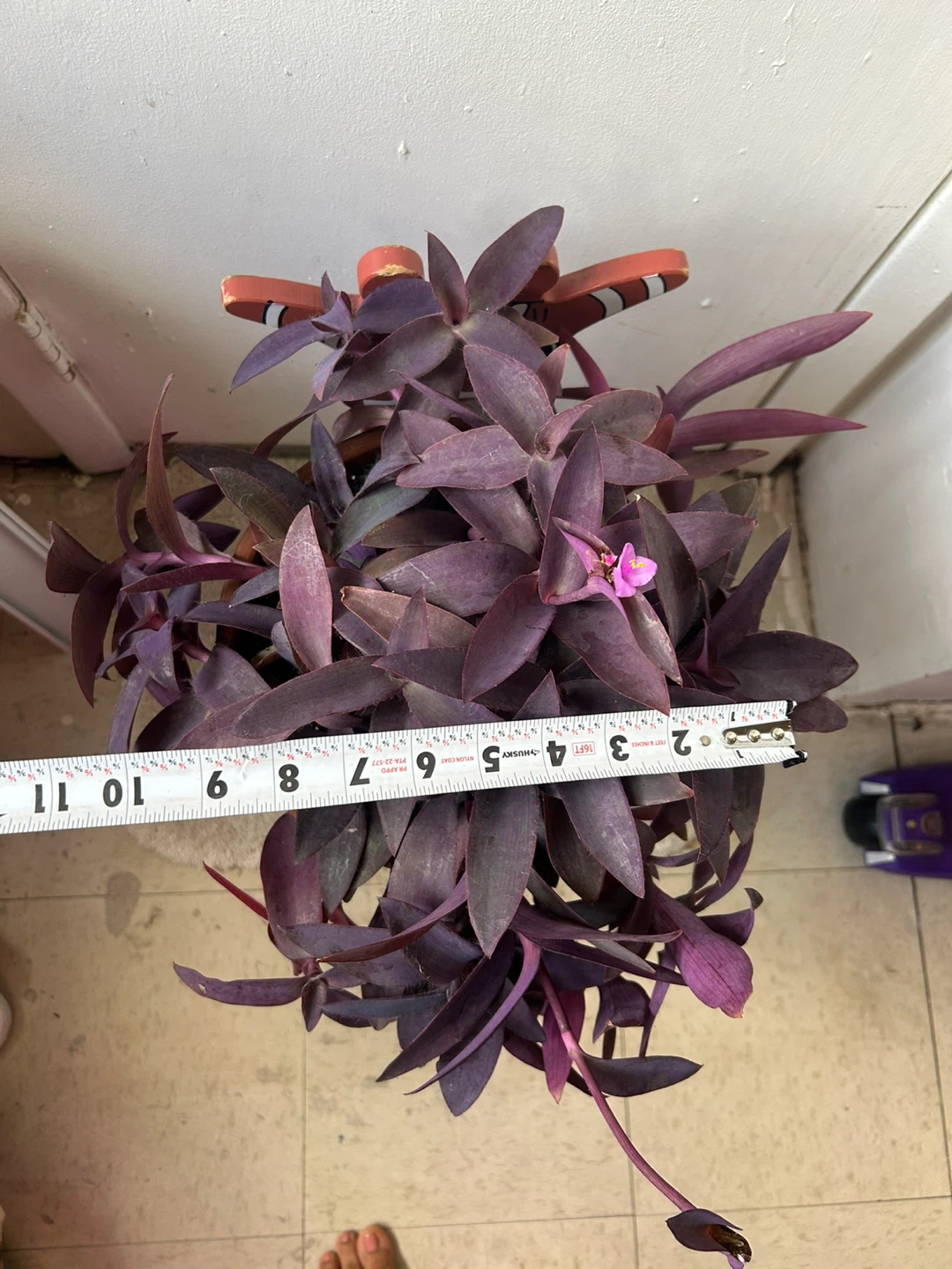 Tradescantia Purple Heart in a 9 inch terracotta pot - photo 4