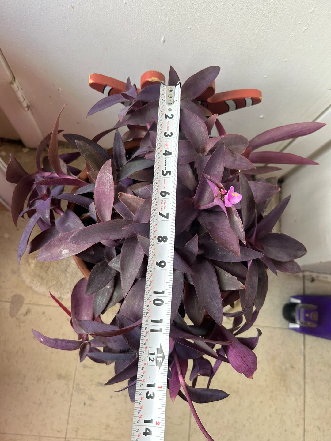 Tradescantia Purple Heart in a 9 inch terracotta pot - photo 3