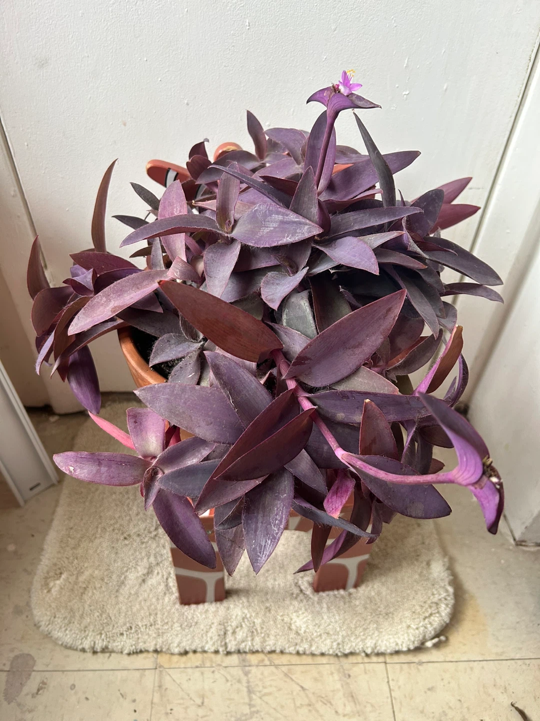 Tradescantia Purple Heart in a 9 inch terracotta pot