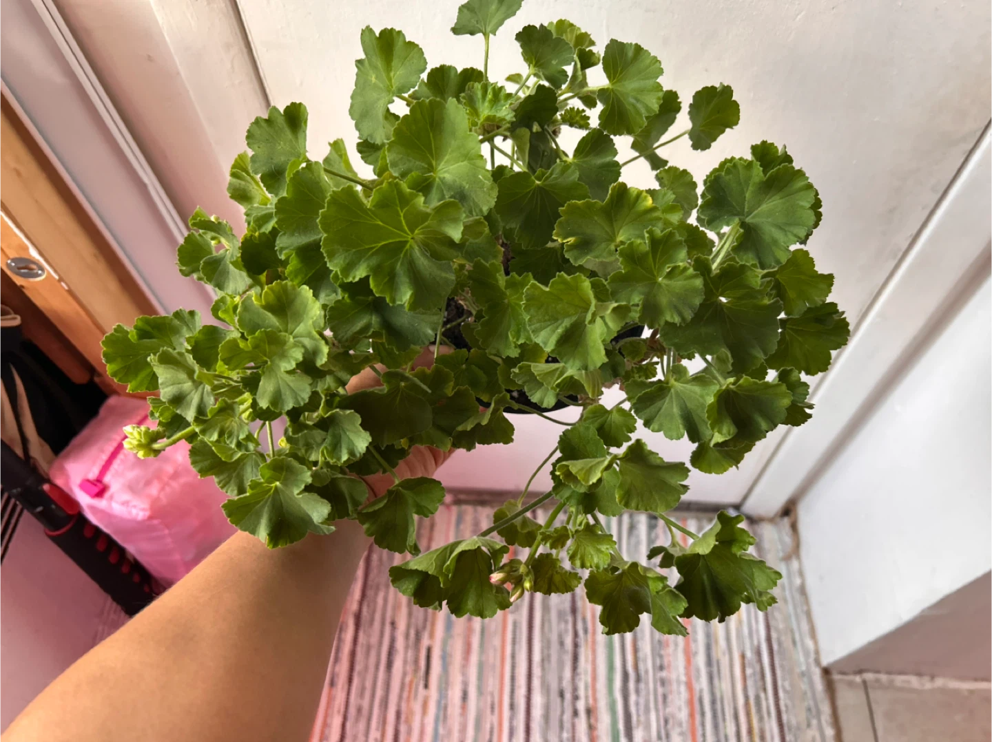 Geranium pink - photo 2