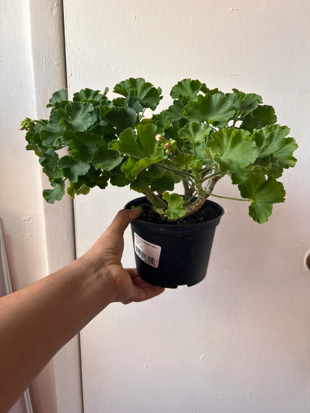 Geranium pink