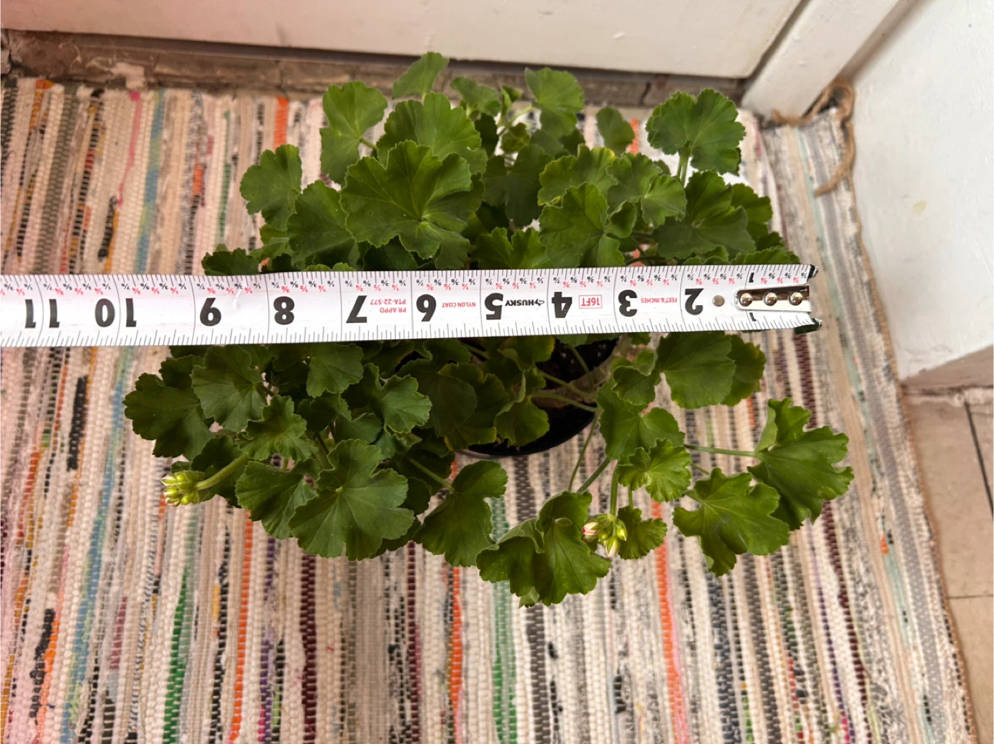 Geranium pink - photo 5