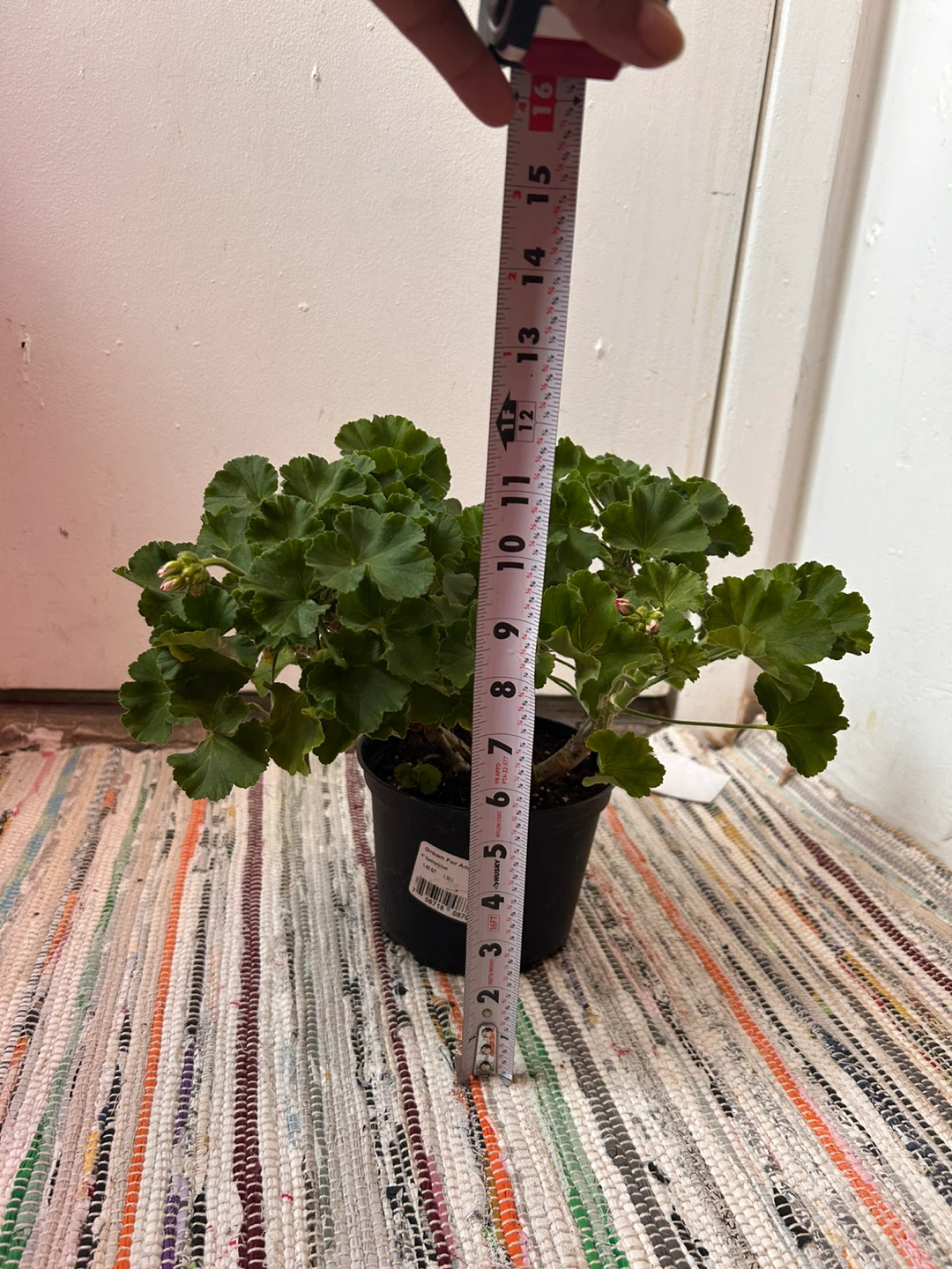 Geranium pink - photo 4