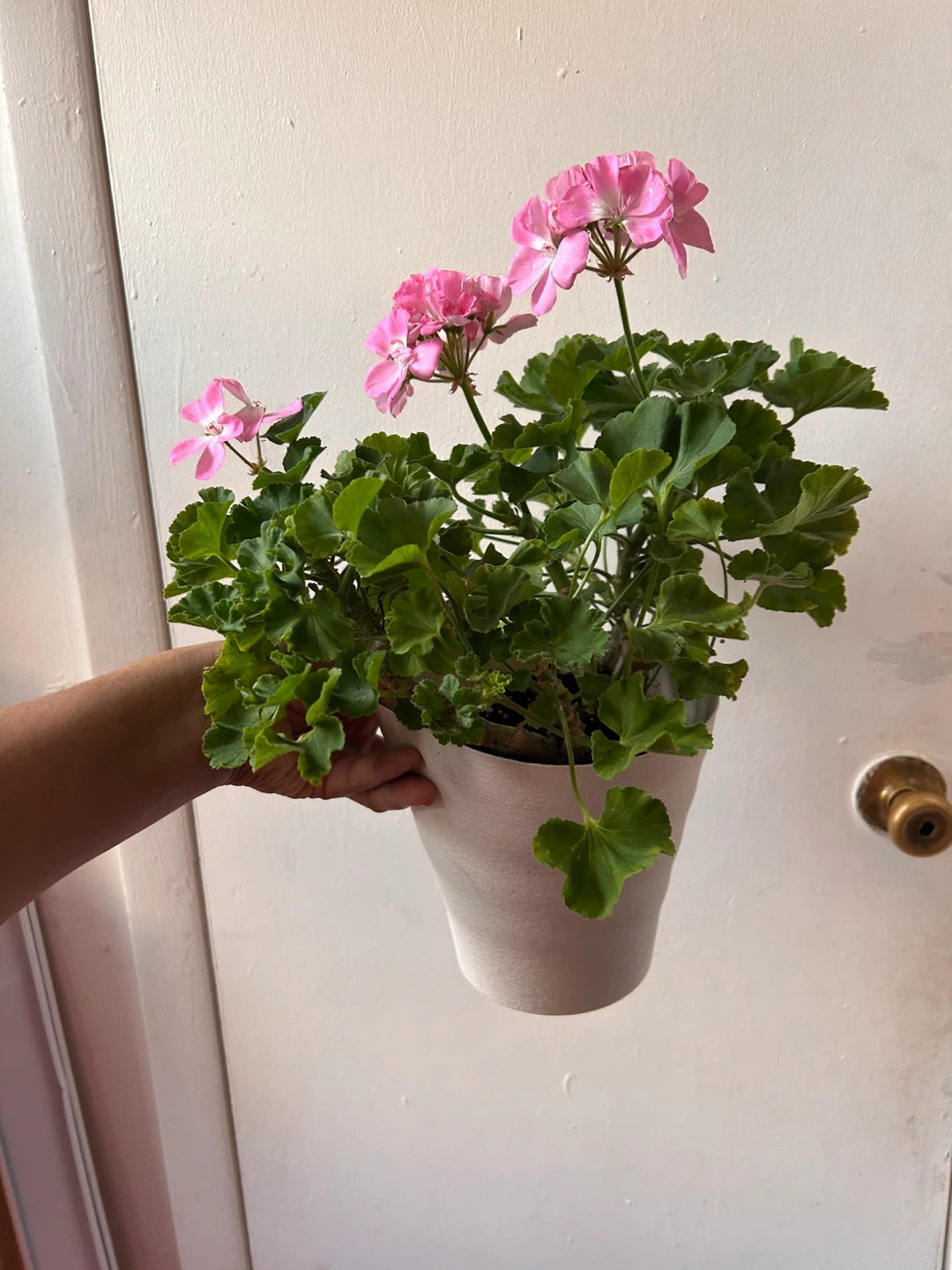 Geranium pink