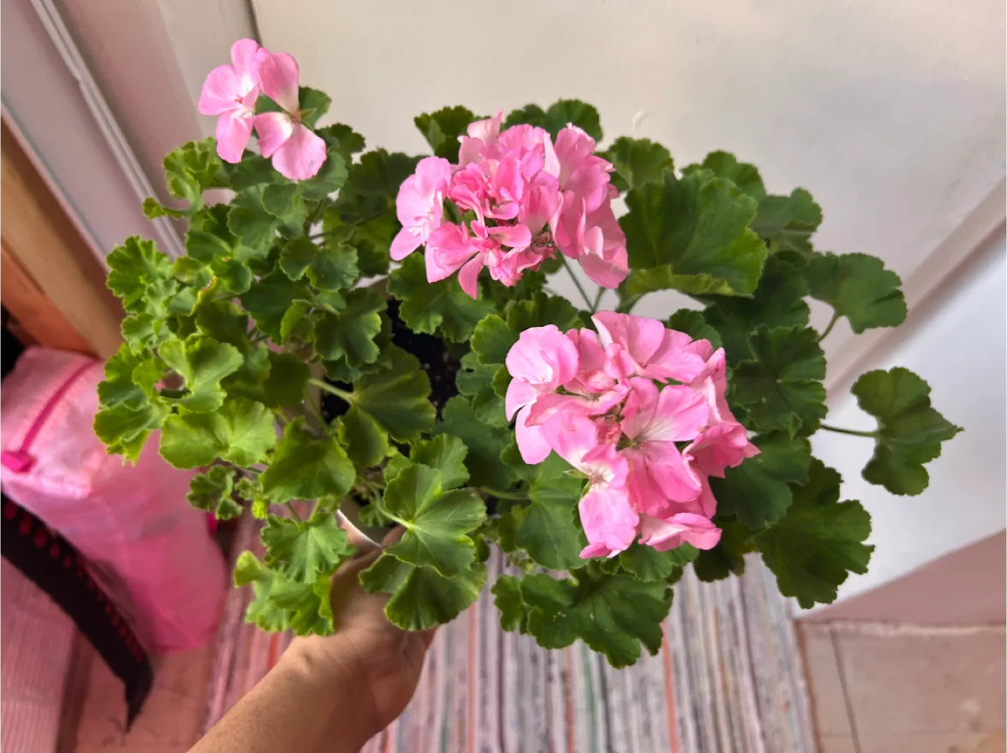 Geranium pink image indicator(4)
