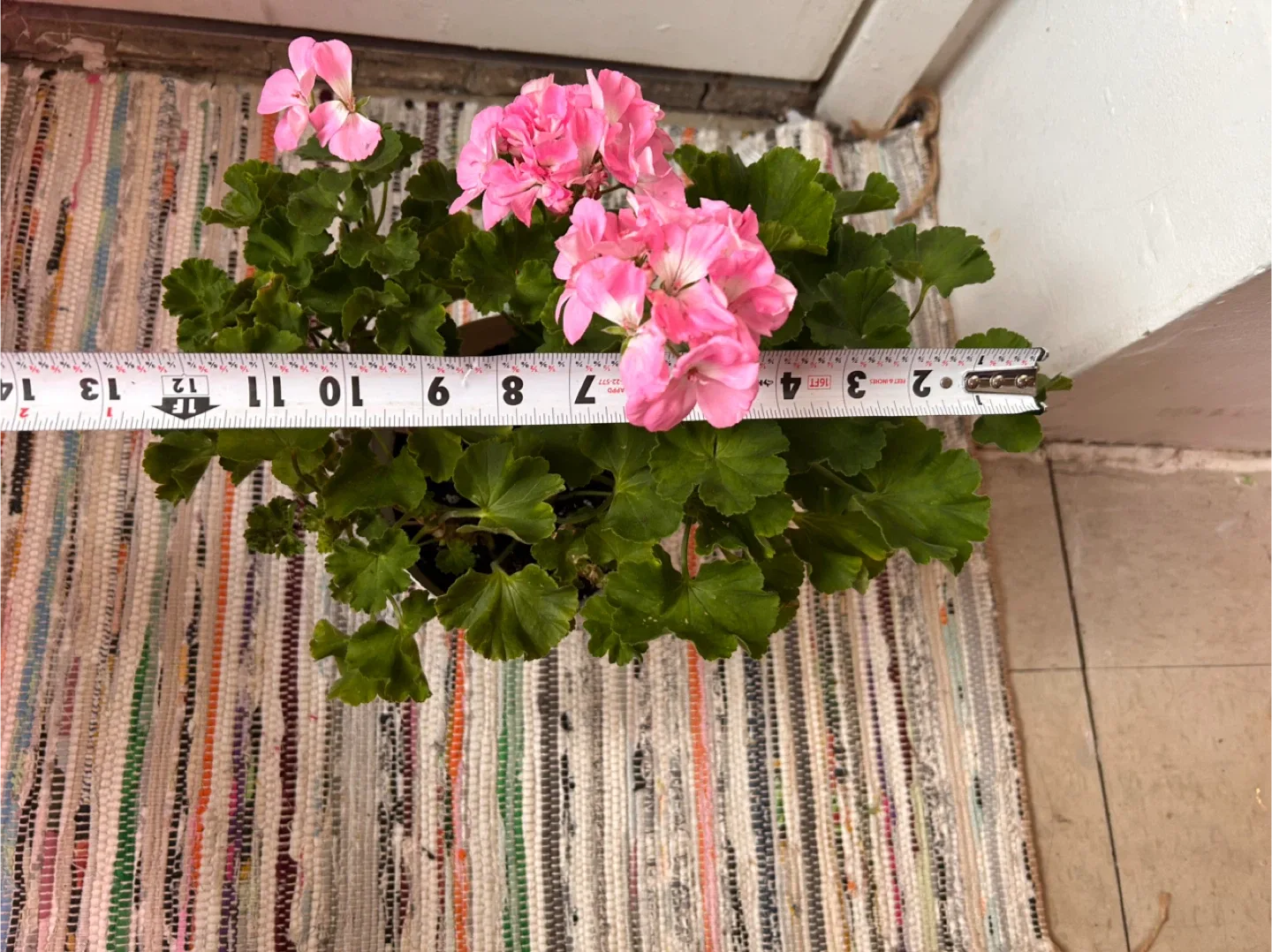 Geranium pink image indicator(3)