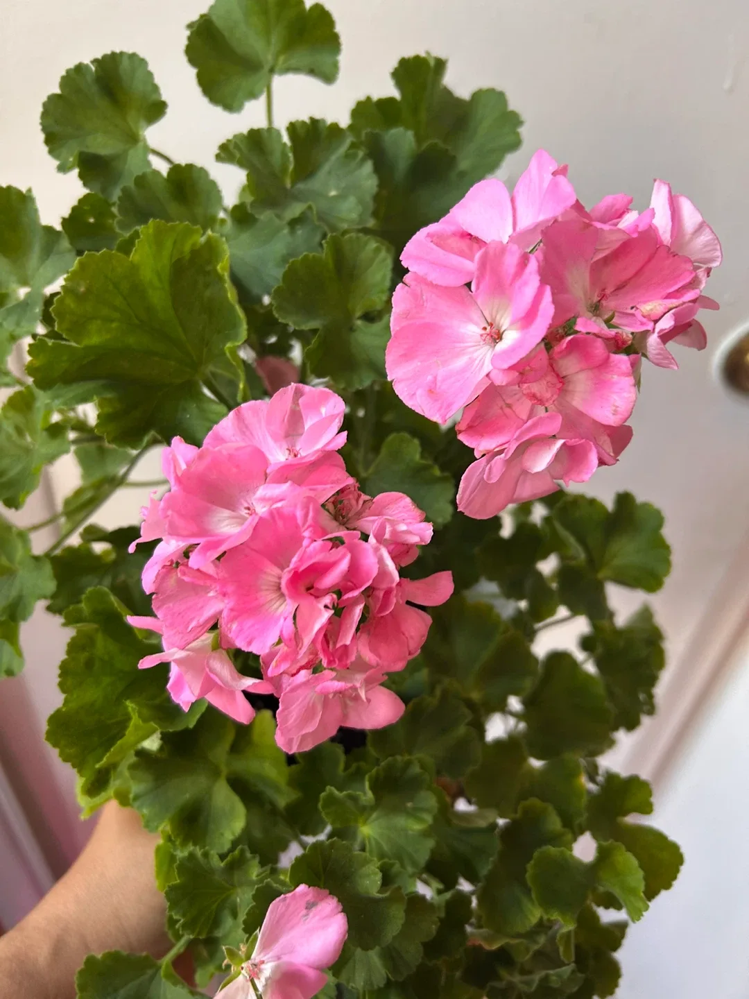 Geranium pink image indicator(5)