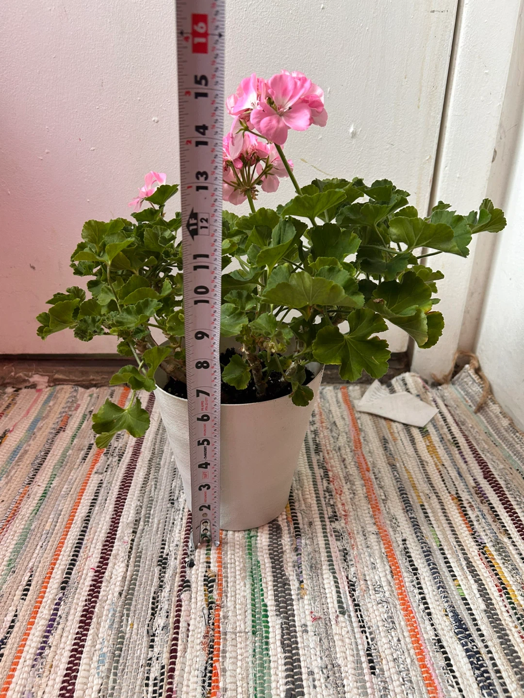 Geranium pink - photo 2
