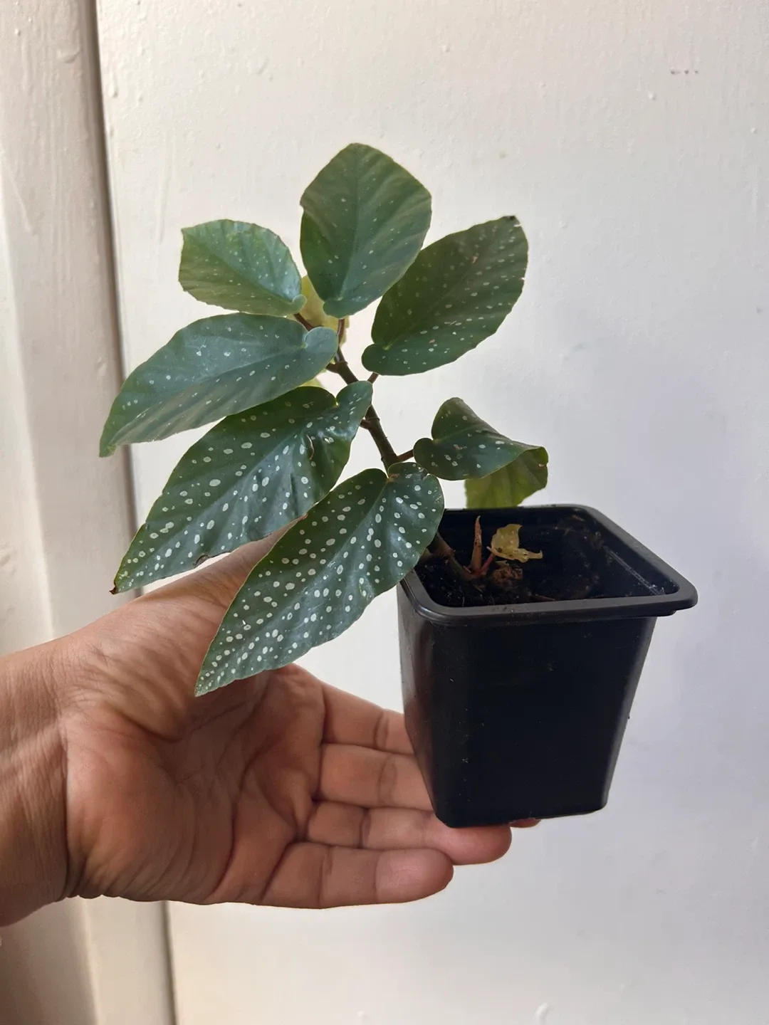 Begonia image indicator(2)