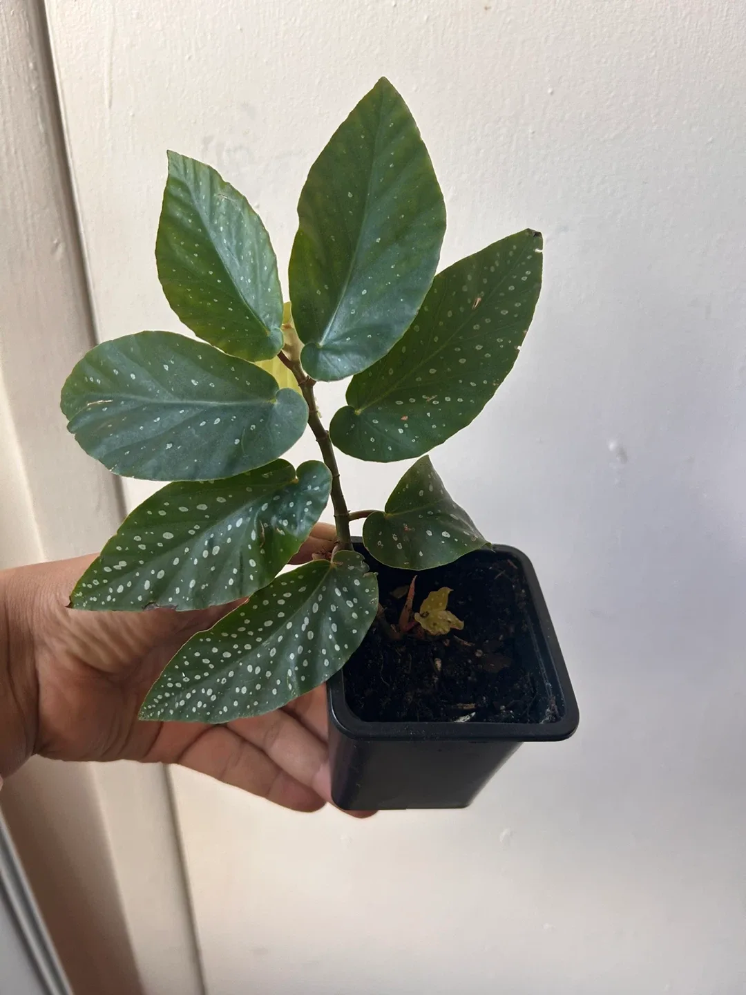 Begonia image indicator(3)