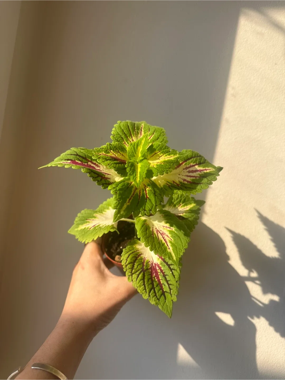 Baby coleus image indicator(5)