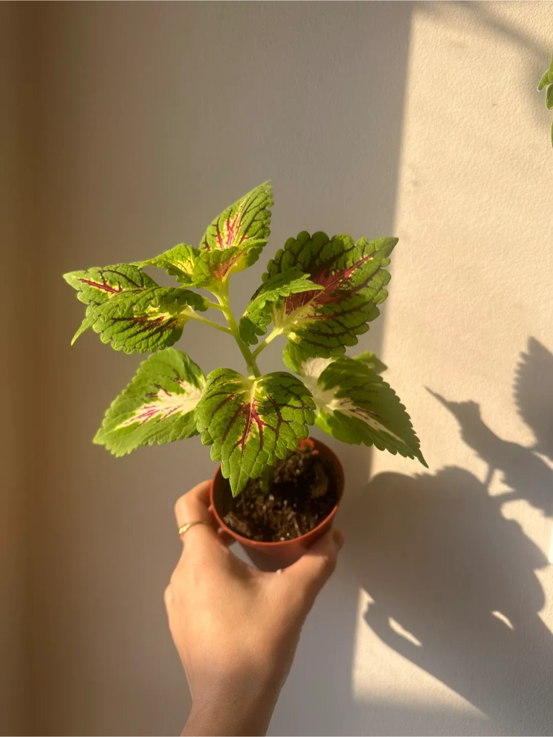 Baby coleus image indicator(7)