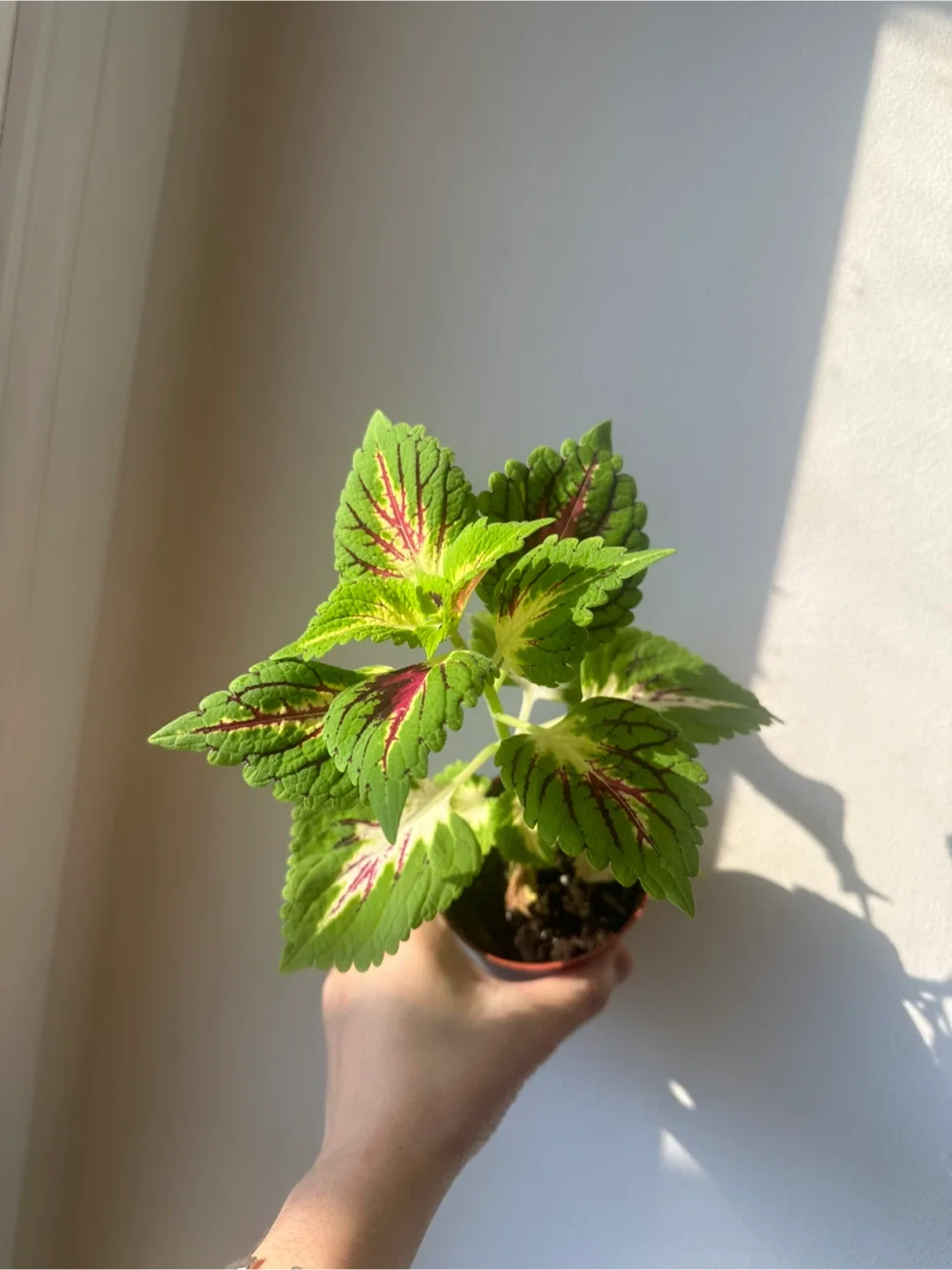 Baby coleus image indicator(2)