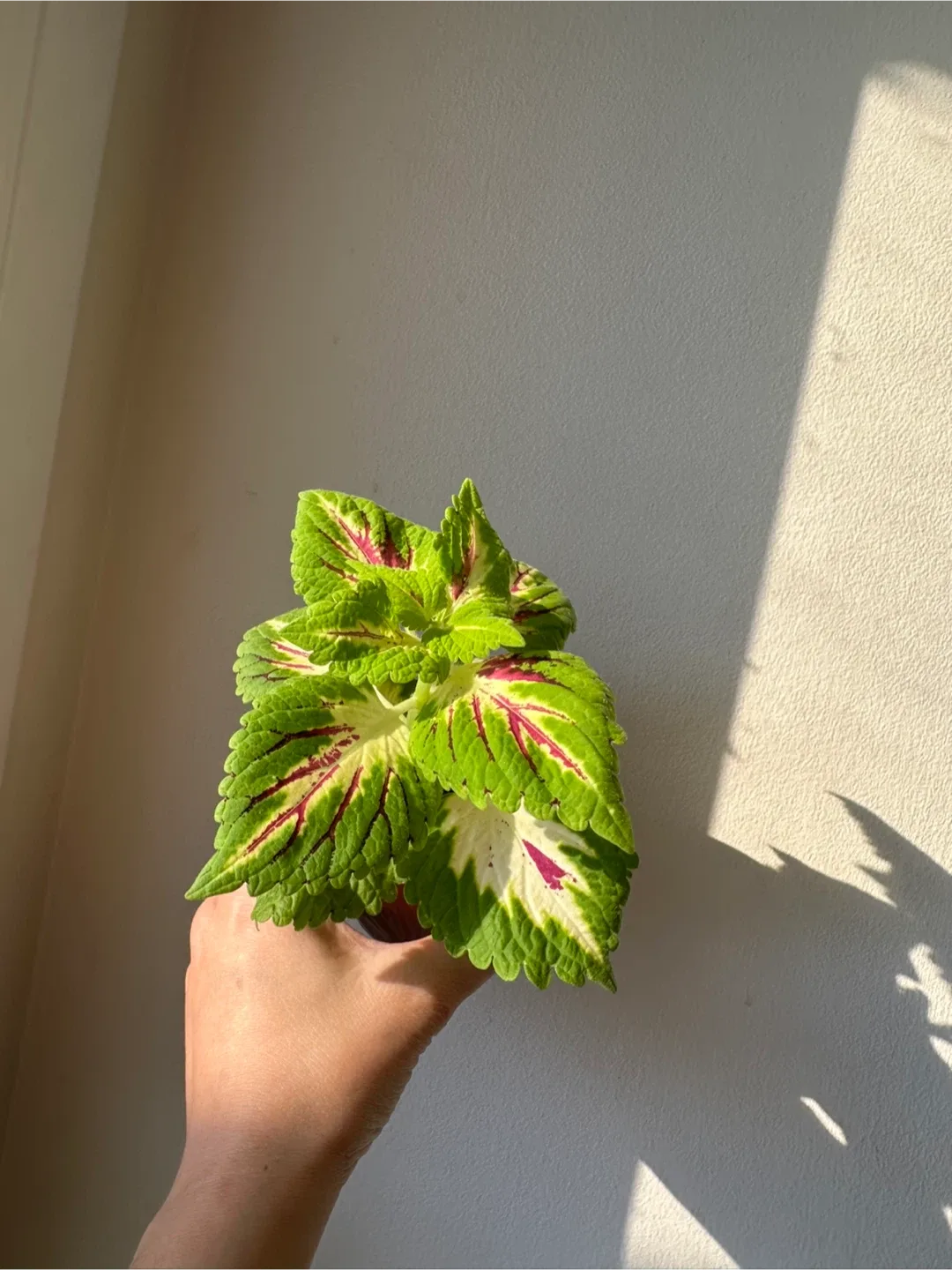 Baby coleus