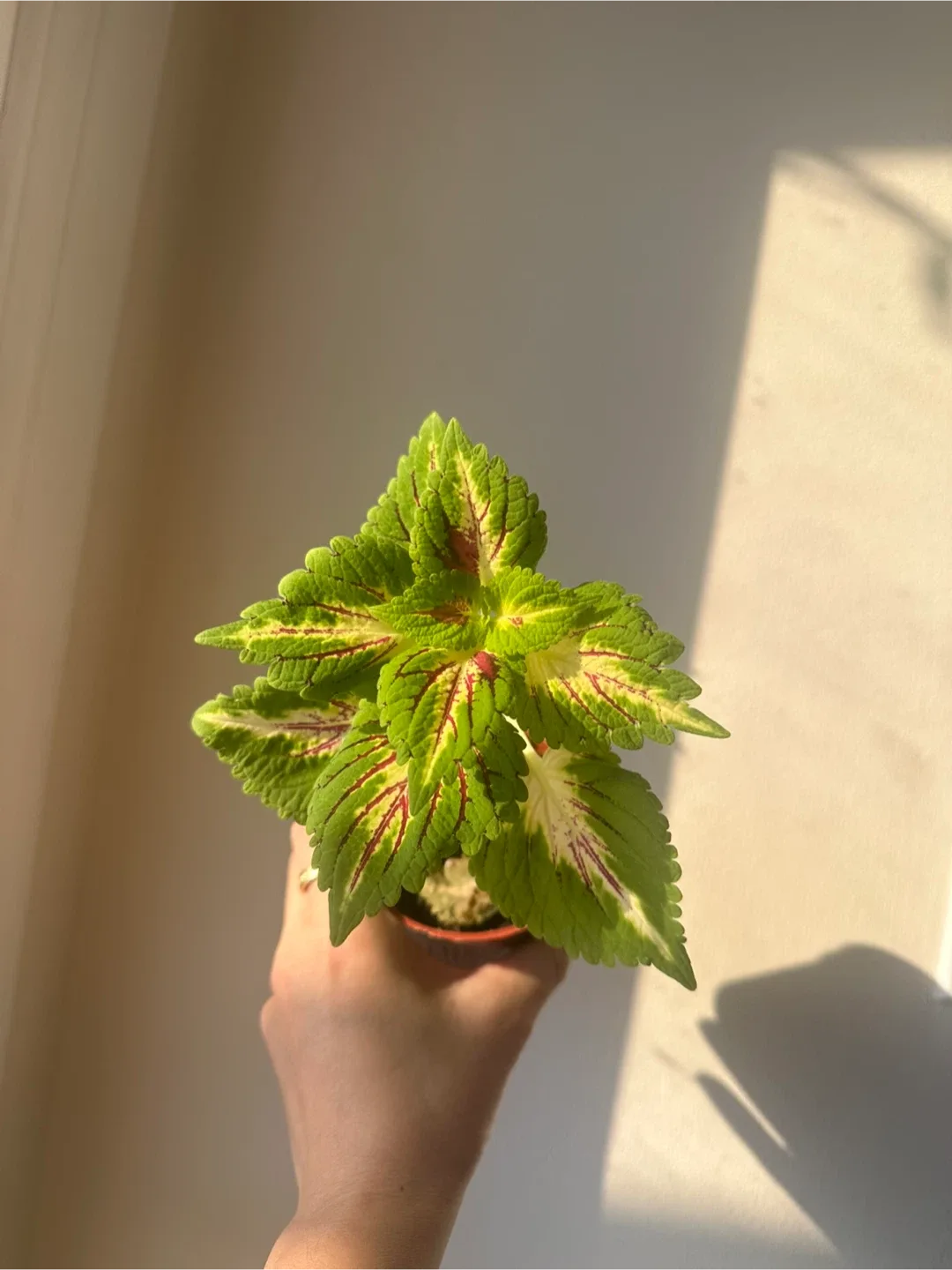 Baby coleus image indicator(4)