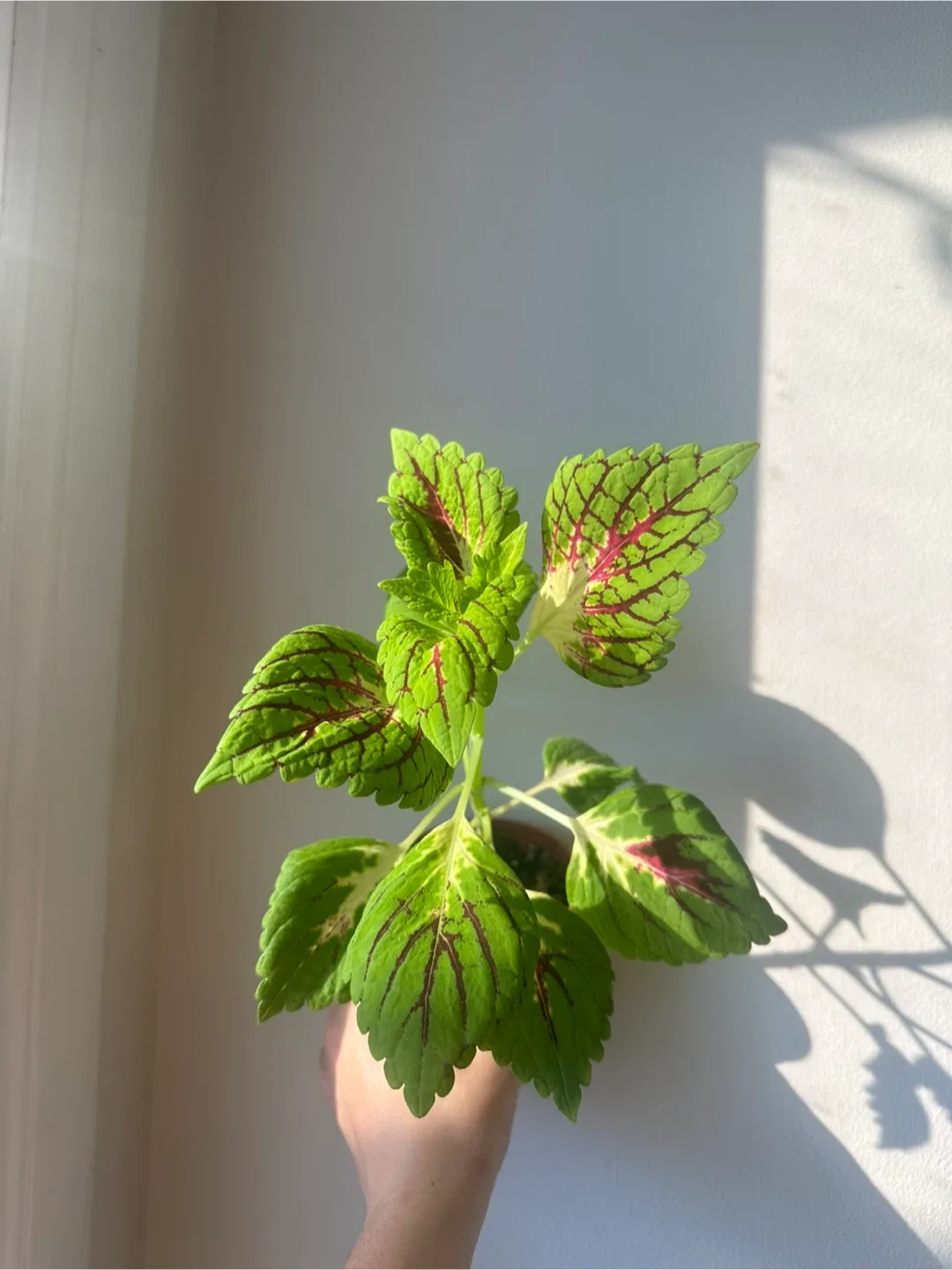 Baby coleus image indicator(6)