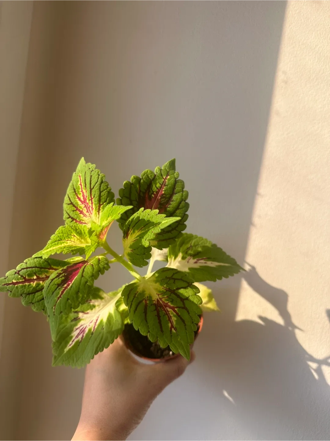 Baby coleus image indicator(3)