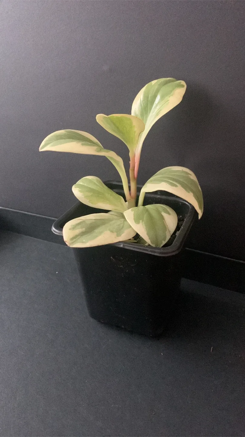 Peperomia variegated Obstifolia Plant in Black Pot image indicator(2)