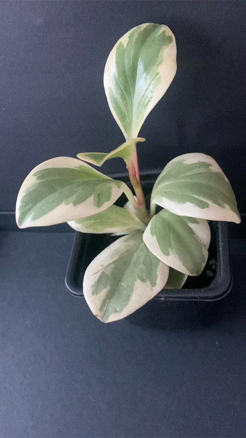 Peperomia variegated Obstifolia Plant in Black Pot thumbnail