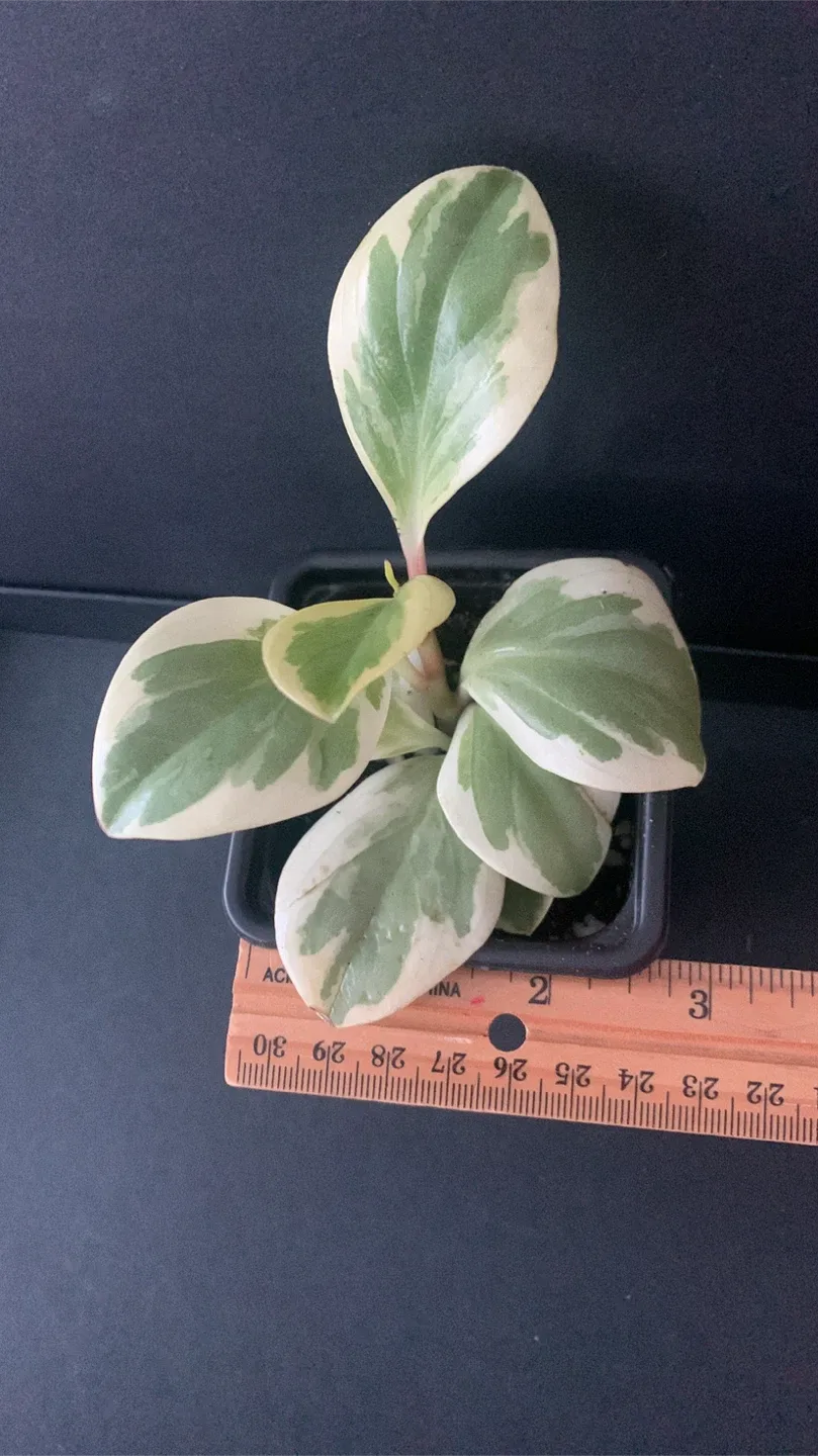 Peperomia variegated Obstifolia Plant in Black Pot image indicator(4)