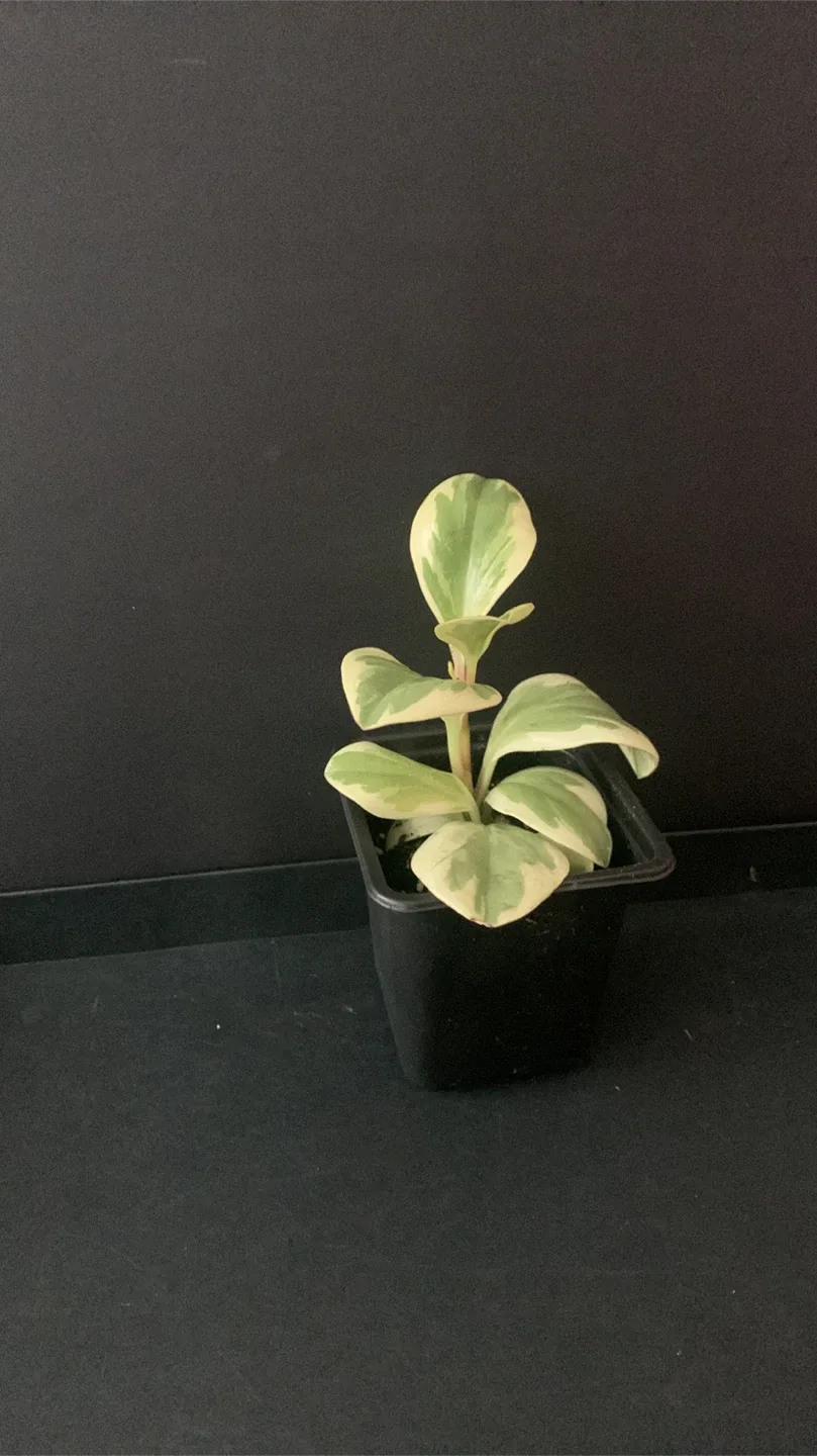 Peperomia variegated Obstifolia Plant in Black Pot image indicator(3)