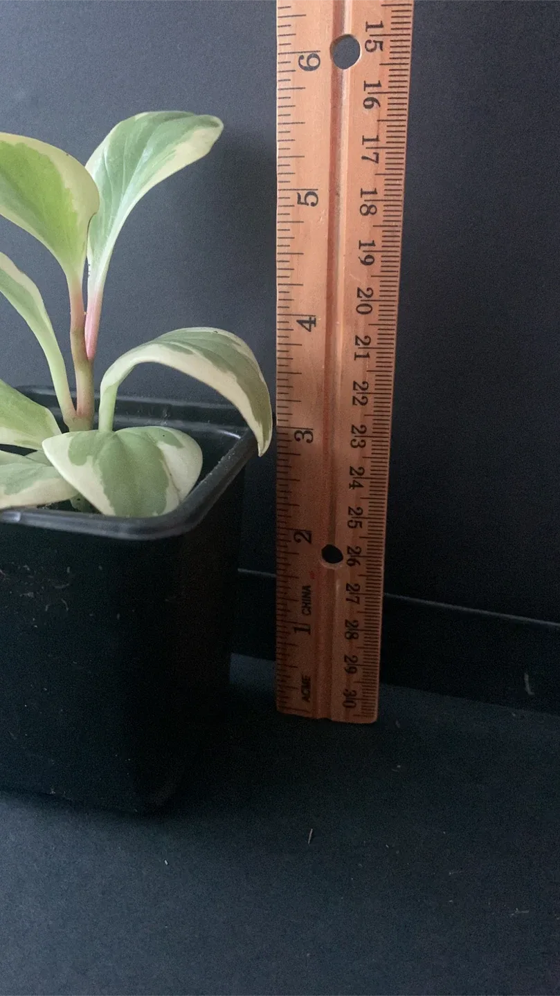 Peperomia variegated Obstifolia Plant in Black Pot image indicator(5)