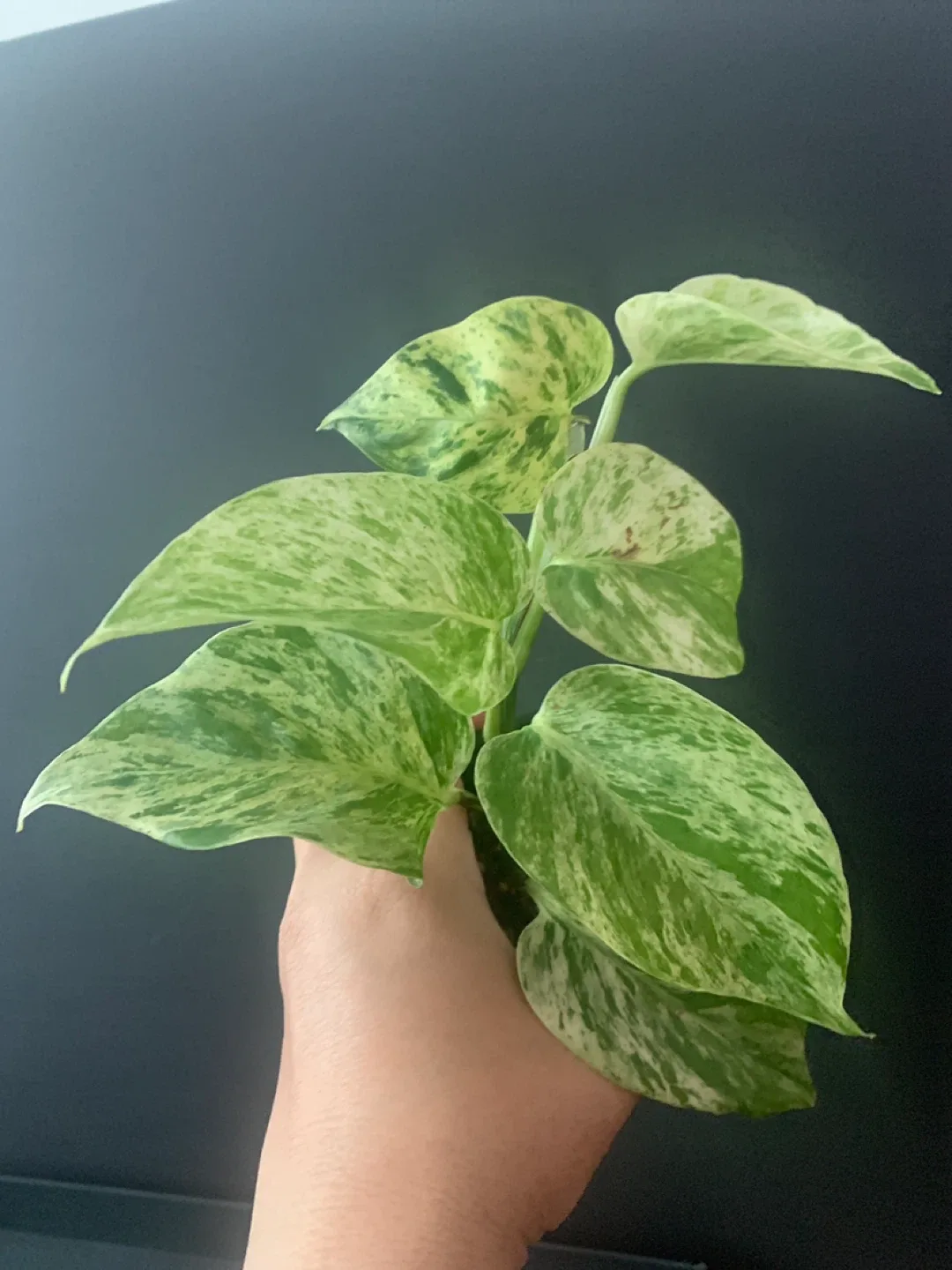 Marble Queen Pothos Plant in Black Pot image indicator(6)