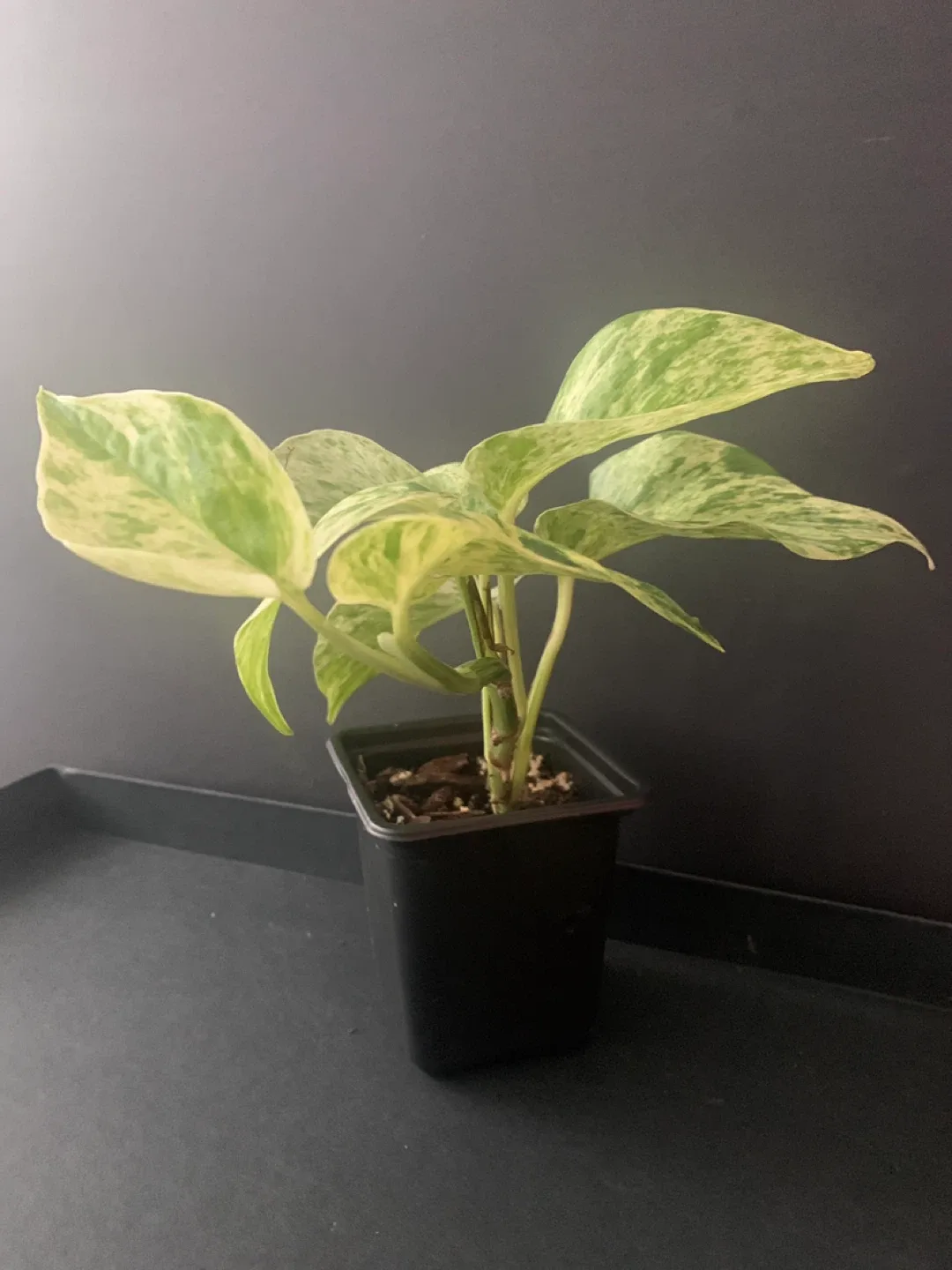 Marble Queen Pothos Plant in Black Pot image indicator(5)