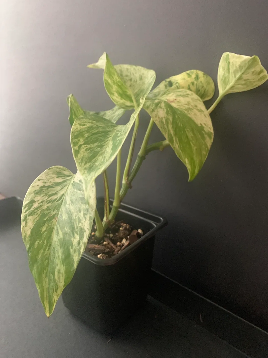 Marble Queen Pothos Plant in Black Pot image indicator(4)