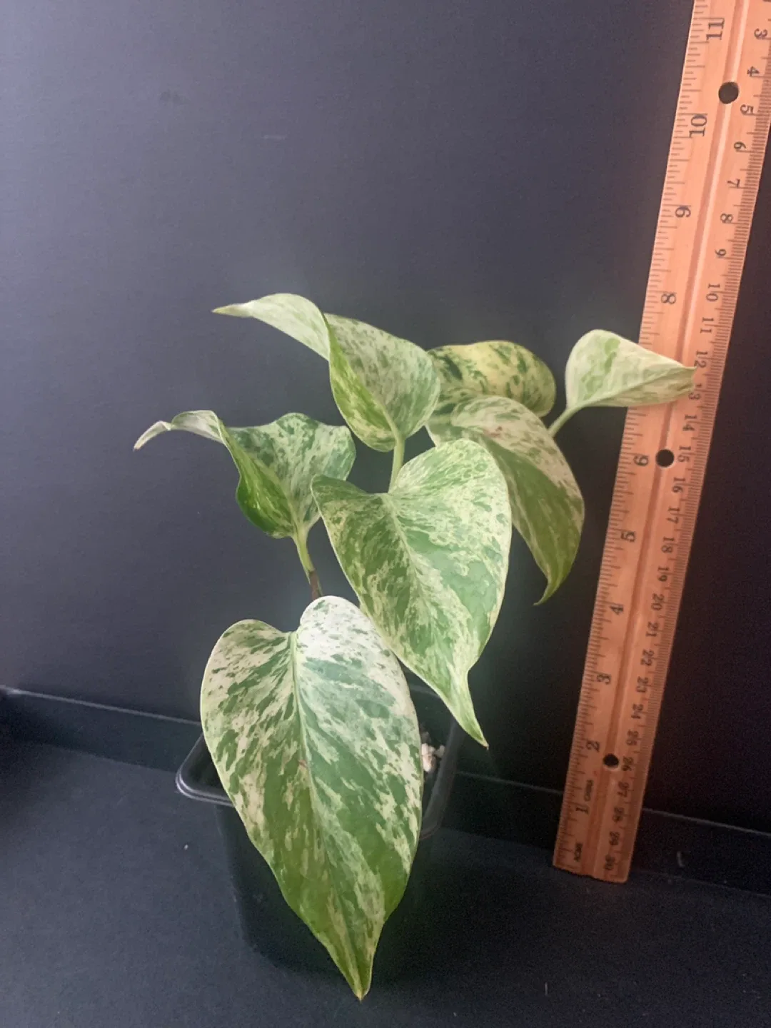 Marble Queen Pothos Plant in Black Pot thumbnail