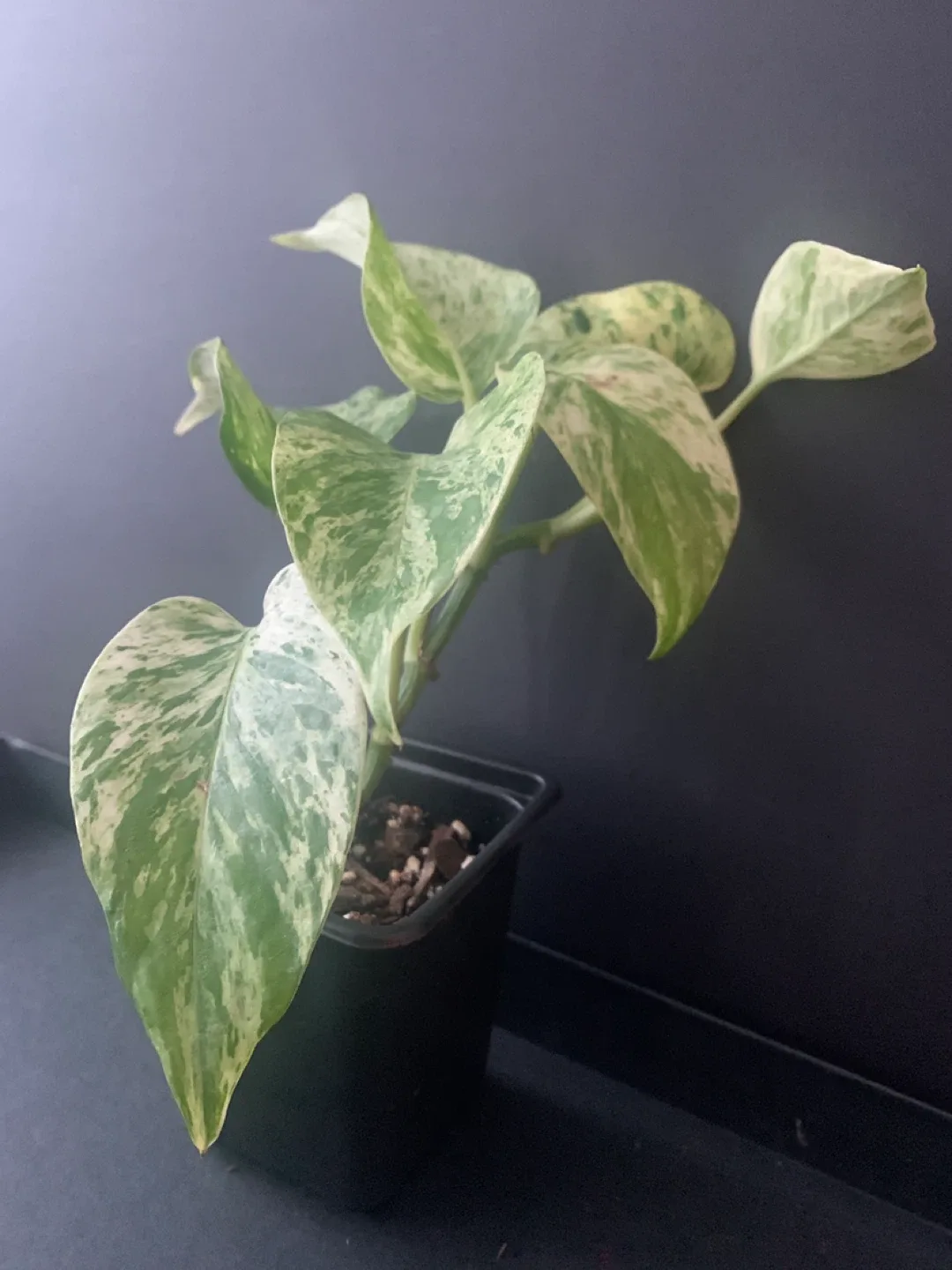 Marble Queen Pothos Plant in Black Pot image indicator(3)