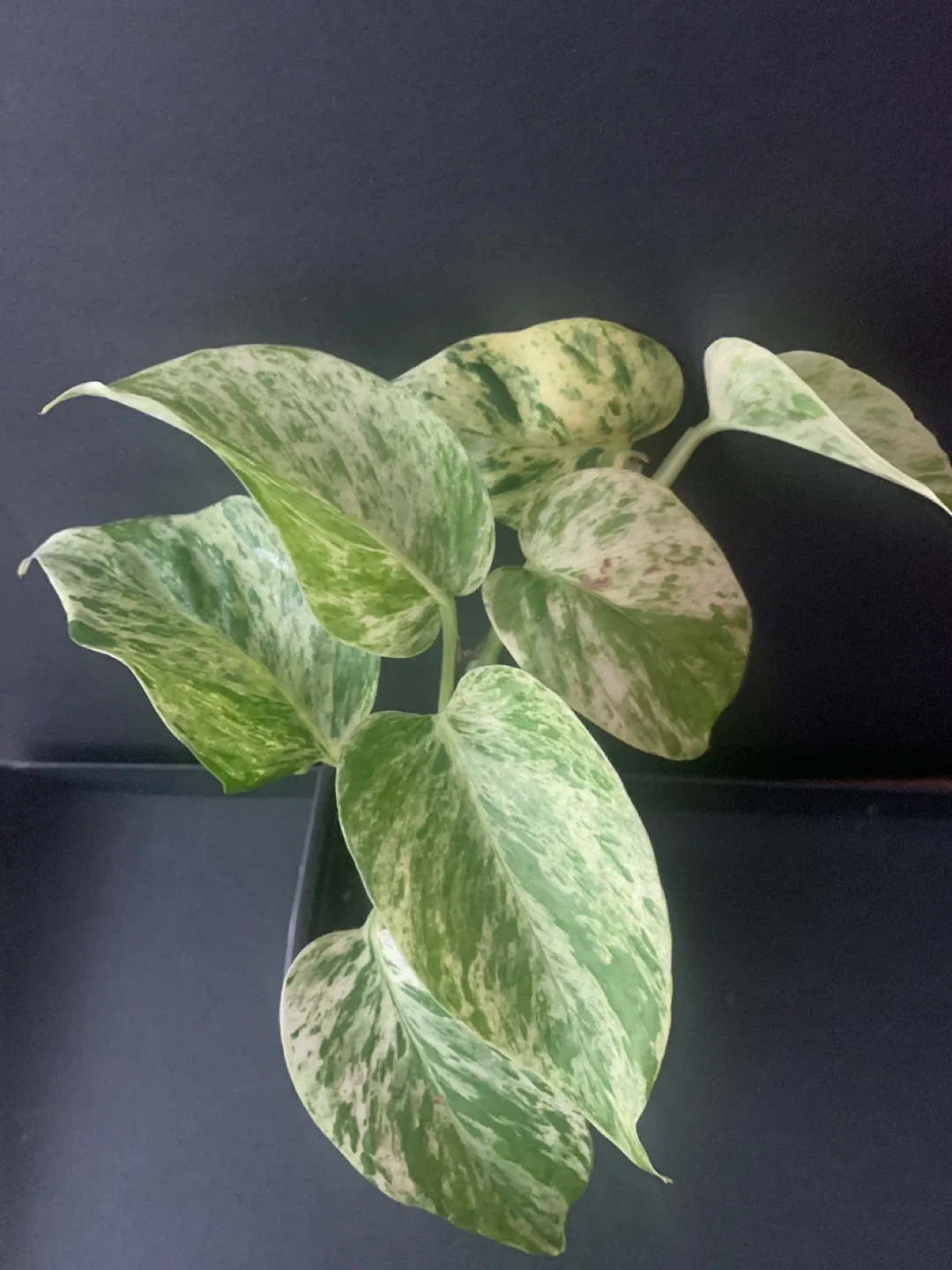Marble Queen Pothos Plant in Black Pot image indicator(2)