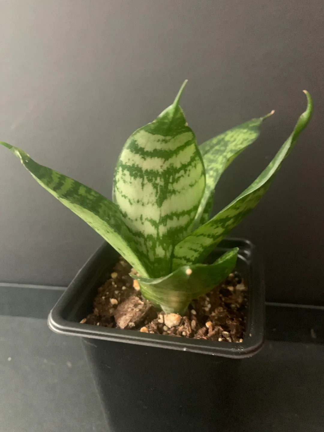 Birds nest Snake Plant in Black Pot image indicator(3)